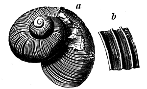 Land-snail.