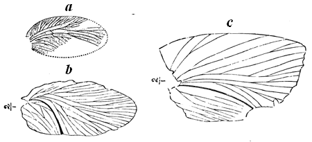 Wings of Cockroaches. From the Coal-formation.