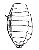 Abdominal part of a Carboniferous Scorpion.