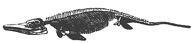 Skeleton of Ichthyosaurus. Lias. England.