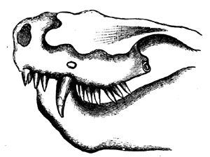 A Theriodont Reptile of the Trias