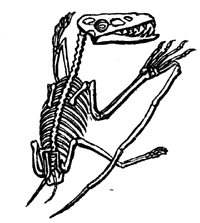 Skeleton of Pterodochylus crassirostris.