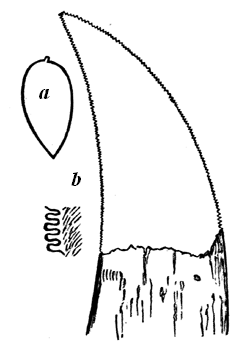 Tooth of Megalosaurus.
