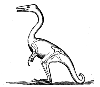 Compsognathus.