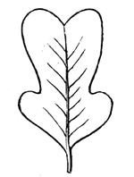 A Cretaceous Tulip-tree.