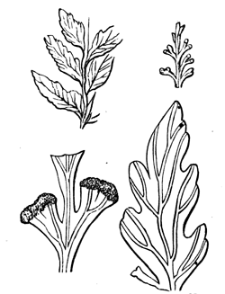 Davallia tenuifolia.