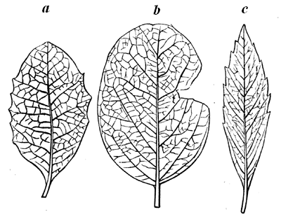 Eocene Leaves.