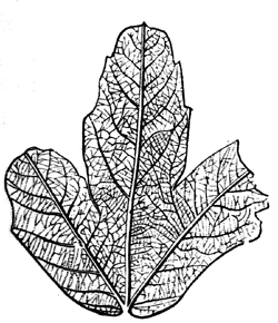 An Eocene Maple.