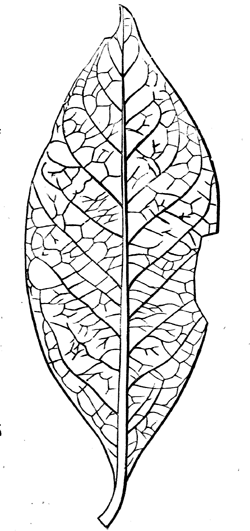 A European Magnoli of the Eocene.