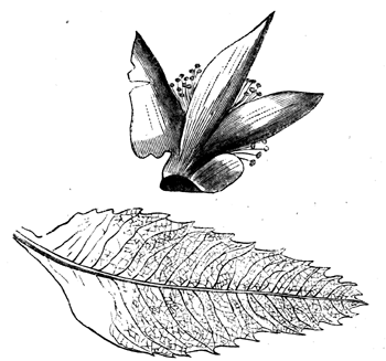 Flower and Leaf of Bombax sepultiflorum.