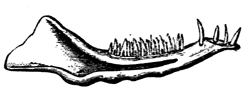 Jaw of Dromatherium sylvestre.