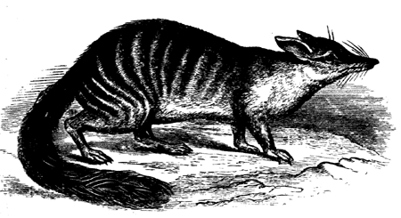 A modern Australian marsupial.