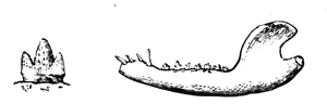 Jaw, and enlarged molar of Phascolotherium Bucklandi.
