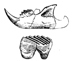 Plagiaulax Becklesii. Jaw, and pre-molar enlarged.