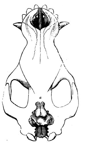 Coryphodon Hamatus.
