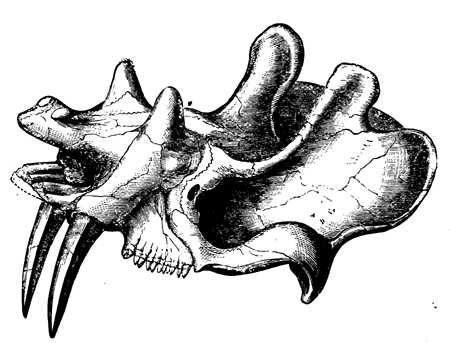 Skull of an Upper Eocene Perissodactyl.