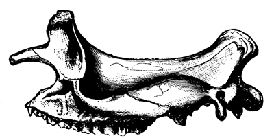 Skull of Brontotherium ingens.