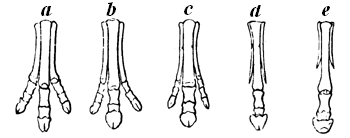 Series of Equine Feet.