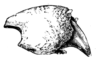 Ungual Phalanx and Claw-core of Megatherium.