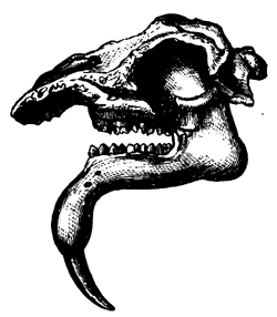 Head of Dinotherium giganteum.