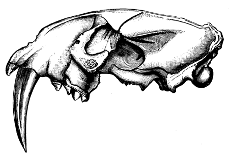 Skull of a Cymetar-toothed Tiger.