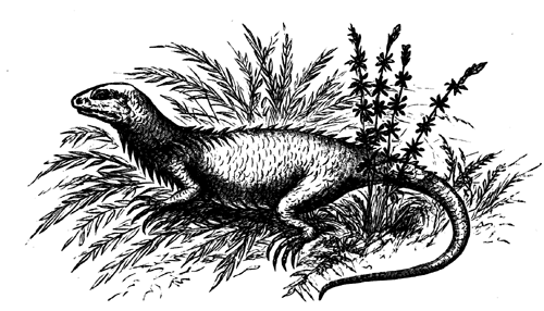 A Microsaurian of the Carboniferous Period.