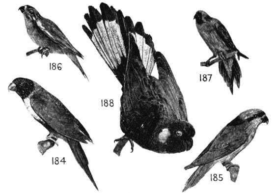 184, 185, 186, 187, 188 - click to enlarge