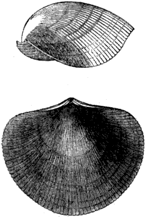 Fig. 33