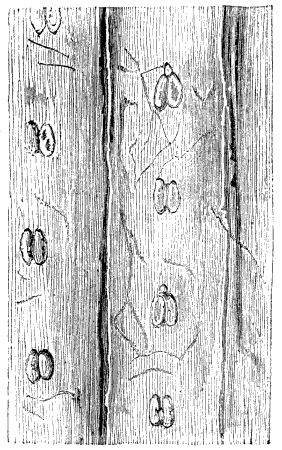 Fig. 65