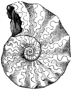Fig. 81