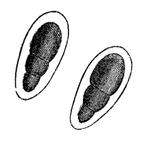 Fig. 71.