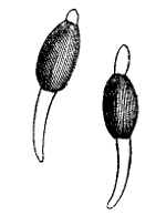 Fig. 73.