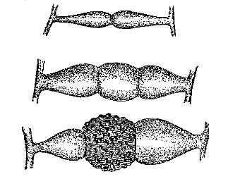 Fig. 96.