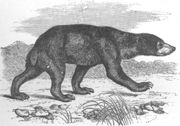 Ursus Malayanus.