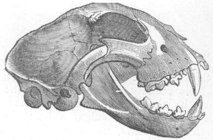 Skull of Felis jubata.