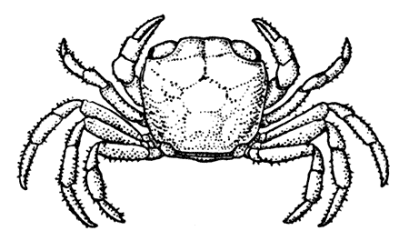 Young Specimen of an African River Crab