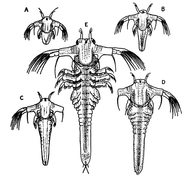larval Stages of the Brine Shrimp