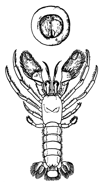 A Symmetrical Hermit Crab