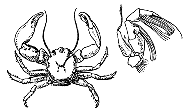 The Common Porcelain Crab