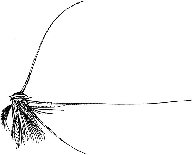 The Nauplius Larva of a Species of Barnacle