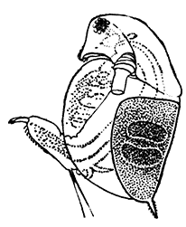 A Water-flea