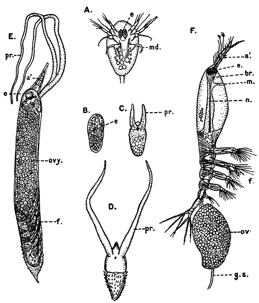 Stages in the Life-history of Hæmocera danæ