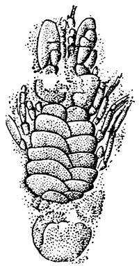 Pygocephalus cooperi