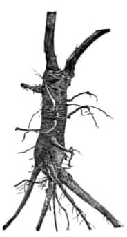Pokeweed Root.