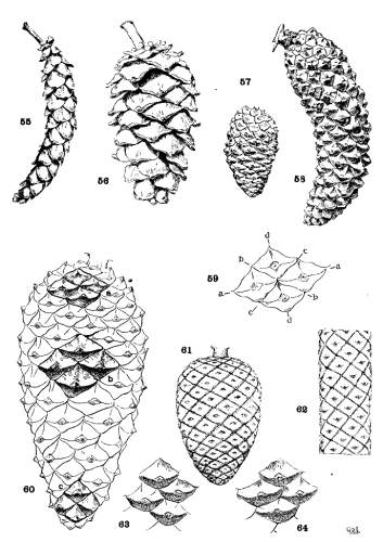 PLATE V. PHYLLOTAXIS OF THE CONE