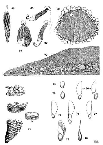 PLATE VI. CONE-TISSUES AND SEEDS