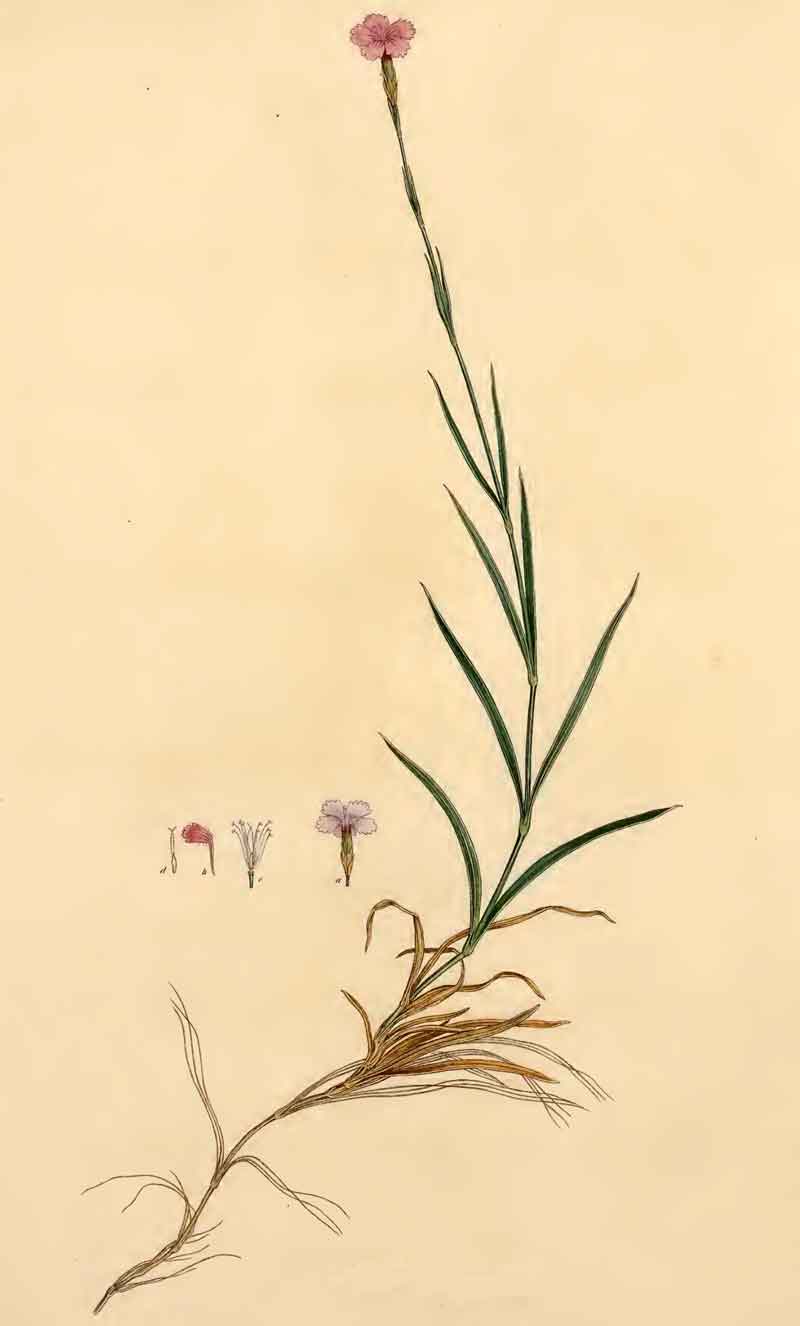 Dianthus gracilis