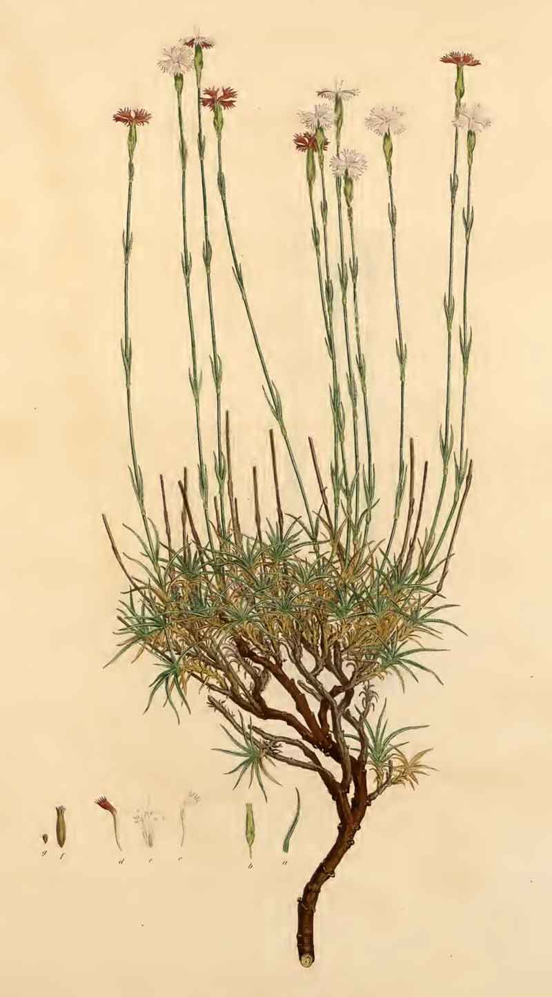 Dianthus serratifolius