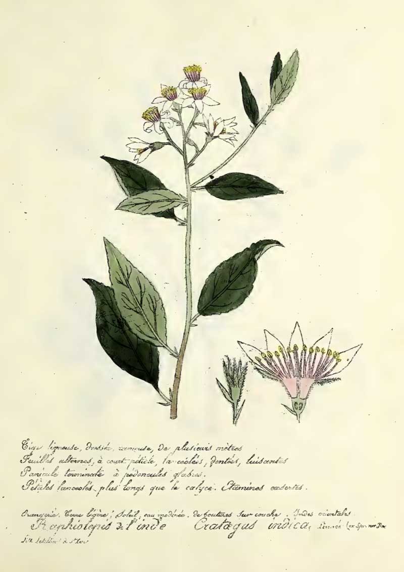 Rhaphiolepis indica