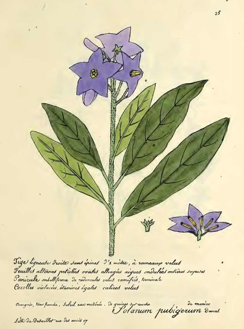 Solanum pubigerum